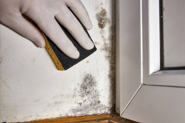 Best Real Estate Mold Inspection  in Sans Souci, SC